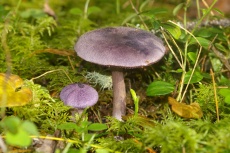 Паутинник фиолетовый